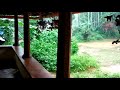 enjoying the rain at nalloor wayanad