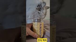 간식 내놔 집사야