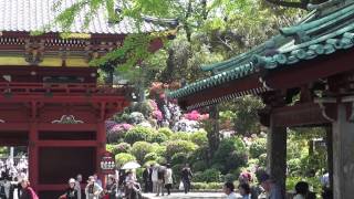 根津神社 つつじ祭り 2014年。