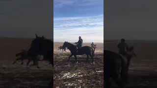 Ақжал Көкжал 🐎🔥