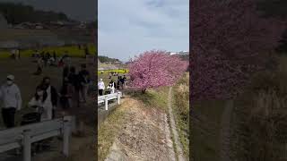 東大山河津桜まつり（大山町）満開です🌸 #shorts 2022.3.13