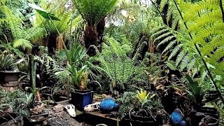 Small Jungle Garden, El Escorial, Spain