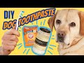 Toothpaste for Dogs: DIY and Natural