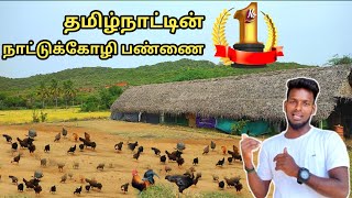 தமிழ் நாட்டின் சிறந்த நாட்டு கோழி பண்ணை| தூய மொட்டை கழுத்து கோழி மற்றும் சிறுவிடை பண்ணை.