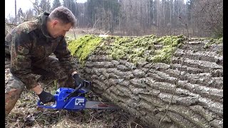 Stihl 038 Magnum (Holzfforma G388) rozřezání velkého stromu - Chainsaw Wood Cutting big tree