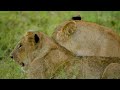 4k african animals bale mountains national park relaxing music with video about african wildlife