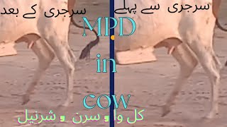 MPD in cow گائے میں کل وا، / سرن / شرنیل کا آپریشن