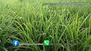 #ស្មៅចំណីគោ​#អាត្រាតាំ​ប្រភេទស្មៅដាំដីស្រែ​ពត៌មាន​បន្ថែមទាក់ទងផ្ទាល់​0972445100​☎️​0967161084