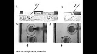 Zebrafish Embryo Injections