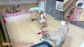 柴犬なつ！子育て生配信【生後115日】おやつが出る知育オモチャへの勢いが凄い子犬たち。