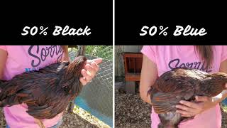 Color Genetics Breeding Wyandotte Chickens