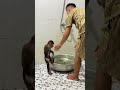 cutis excited when dad bathes her cutis animals shorts monkey