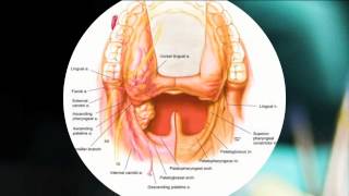 Boundaries on surgical invasion | Frank Civantos | TEDxCoconutGrove