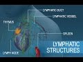 Anatomy and Physiology of Lymphatic System