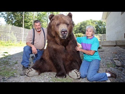 Our Big Bear Family Our Big Bear Family