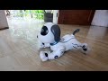 stunt robot dog programming stunt. friendly smart dog