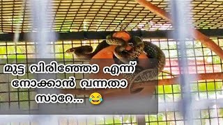 love bird മുട്ട വിരിഞ്ഞോ എന്നറിയാൻ വന്നതാ..തീറ്റയും കഴിഞ്ഞു ആളങ്ങു പോയി.#love_birds#snake_malayalam