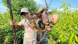 Catching Huge Mud Crabs In Swamp after Water Low Tide | Swamp Adventure