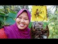 cara masak lemak cili api belangkas by  kak nur @tip bahan ringkas