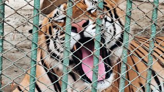 মিরপুর জাতীয় চিড়িয়াখানা | Bangladesh National Zoo Mirpur Dhaka |  Best Tiger roar ever | Yara Team