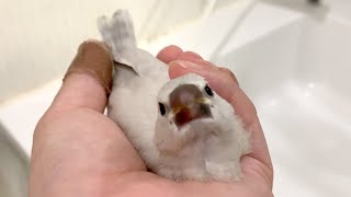 はじめて鏡を見る文鳥、ぴよまる～愛文鳥日記その１～