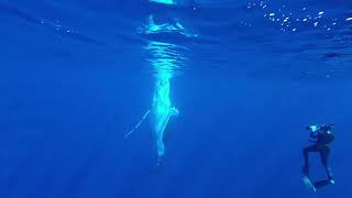 Moorea Trip Day 4 (part 1) - Swimming with humpback WHALES