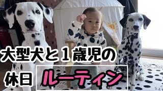 【ルーティン】大型犬ダルメシアンと１歳児の子どもがいる家族の休日ルーティン。#大型犬#ダルメシアン#ルーティーン