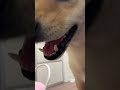 遅れて笑い来るやつ笑　　　　 豆柴 柴犬 dog shibainu 犬