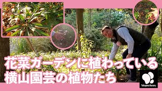 花菜ガーデンに植わっている横山園芸の植物たち　◆横山園芸 公式◆