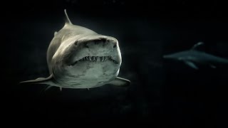 This Shark Situation Is Genuinely Insane