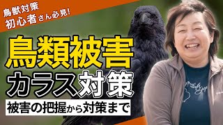 【カラス 被害対策】カラスによる畑やゴミの被害！カラスよけ、対策方法の基本