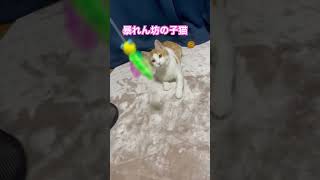 オス猫のゴンちゃん、元気が良い🫨妹のメイちゃんはまだ引きこもり💦時間かけないとね💕