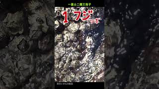 【正月企画】一富士二鷹三茄子(鷹だけ本物)12秒