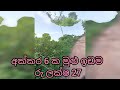 අක්කරයක් ලක්ෂ 4 කට පර්චසයක් රු 2800 ක් පමණි land for sale agriculture land aduwata idam