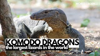 Exploring Indonesia's Wild Side: The Mighty Komodo Dragon | World of Science