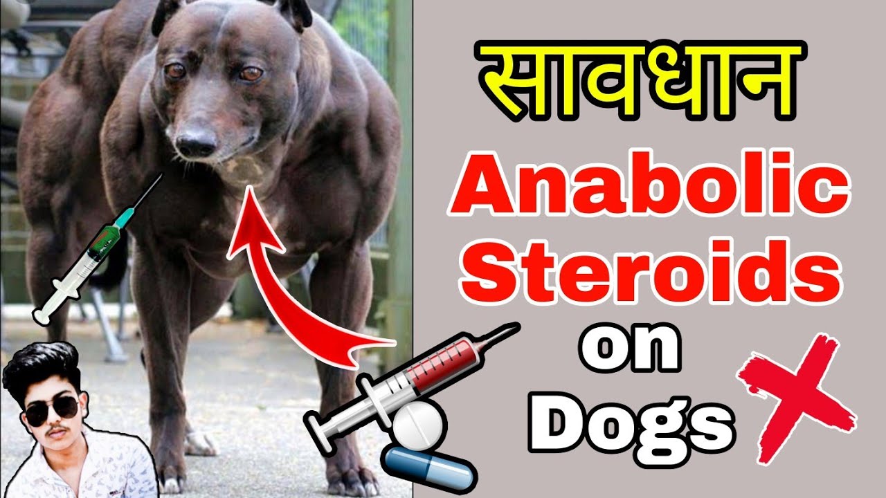 How Long Should A Dog Be On Steroids