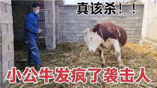 种公牛配牛多了就会发疯，今天太可怕了，刘平说的不行就地解决了