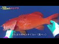 だんだん深くなるスジアラ（前編：浅め）【魚突き】