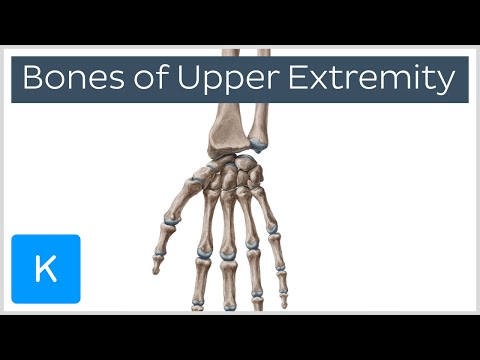 Why do you think the bones of the lower limbs are thicker than the bones of the upper limbs?