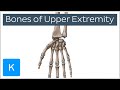 Overview of Upper Extremity Bones - Human Anatomy | Kenhub