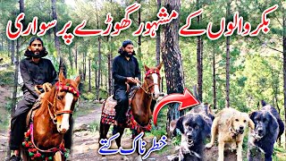 Bakarwal Nomads Famous Horse and Dangerous Dogs 🐎🐕‍🦺