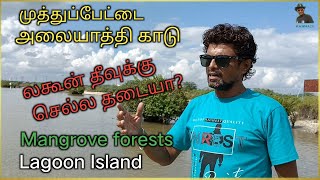 Muthupet Lagoon | அலையாத்திகாடுகள் | Mangrove Forest | முத்துப்பேட்டை லகூன் | Mangrove Forest Vlog