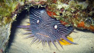 Facts: The Splendid Toadfish