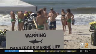 Shark sightings snarl beachgoers plans to cool down