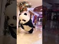 Cute panda 🐼 falling down 😂