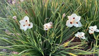 Dietes Grandiflora.  Clumping Iris