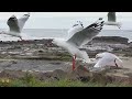 silver gull flight in slow motion