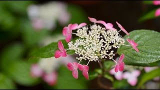 紫陽花季 ー雨にけむる花たちー