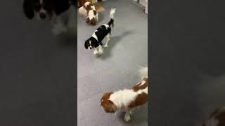 キャバリア　ハムちゃん＆カルーア＆うにちゃん　2021.8.31   Cavalier King Charles Spaniel