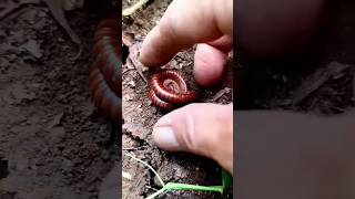 MENYERAMKAN! Lingkaran Kaki Seribu yang menakutkan 😱😱 short video #snailhunter #shorts